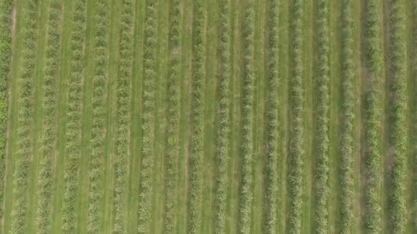 Aerial flight over green apple trees plant field — Stock Video