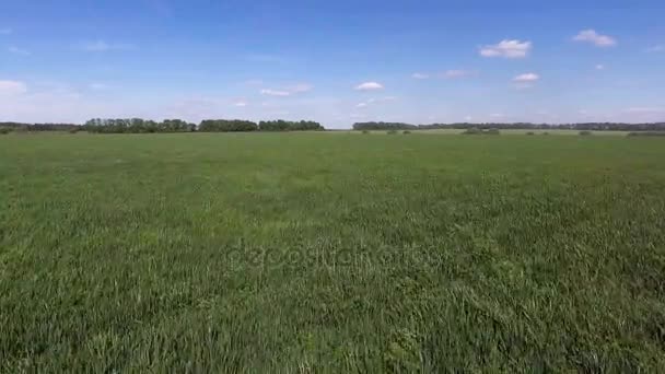 Vol aérien au-dessus d'un champ de plantes d'herbe verte — Video