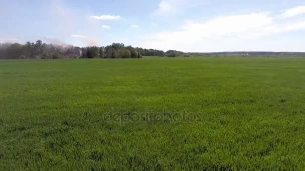 Aerial flight over green grass plant field — Stock Video