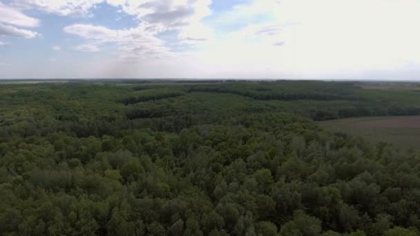 Luchtfoto. Vliegen over het mooie bos. — Stockvideo