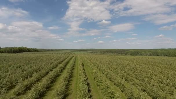 Aerial flight over green apple trees plant field — Stock Video