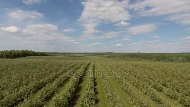 Vzdušný let nad zelené jabloně rostlin pole — Stock video