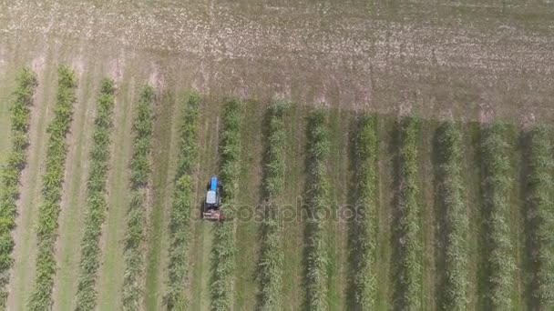 Jardín de manzanos, vista superior, vídeo de quadrocopter — Vídeo de stock