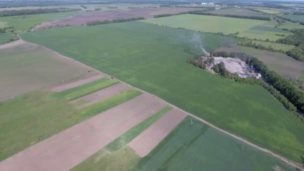 Rýžové pole s žlutavě zelené trávě. Letecký pohled. 4k video. — Stock video