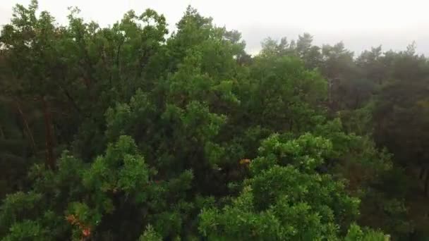 Flygfoto. Flygande över de vackra skogsträd. Liggande panorama. — Stockvideo