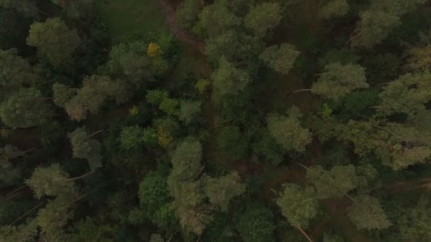 Vista aérea. Voando sobre as belas árvores da floresta. Panorama da paisagem . — Vídeo de Stock