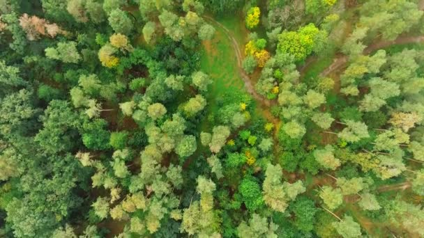Vue Aérienne. Survoler les beaux arbres de la forêt. Panorama paysager .