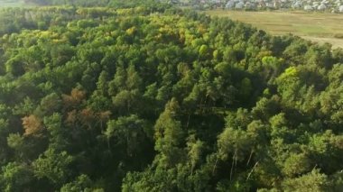Yoğun karışık ağaç başında yeşil ormandan yükselen hava görüş kamerası taşır