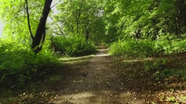 Vol aérien vers l'arrière au-dessus du sentier dans le parc sauvage en septembre au coucher du soleil — Video