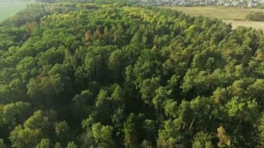 Havadan görünümü. Uçan güzel Orman ağaçları bitti. Manzara panorama.