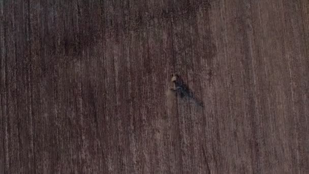 Voo de helicóptero sobre as imagens de estoque de campo, vista aérea — Vídeo de Stock