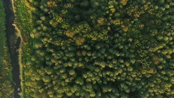 Aerial view camera moves rising up from green forest of dense mixed tree tops — Stock Video