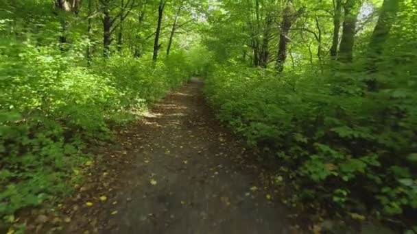 Voo aéreo para trás sobre o caminho no parque selvagem em setembro ao pôr do sol — Vídeo de Stock