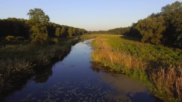 Luchtfoto. Vliegen over de prachtige rivier en mooie bos. — Stockvideo