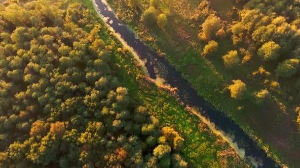 Vista aérea. Voando sobre o belo rio e bela floresta . — Vídeo de Stock