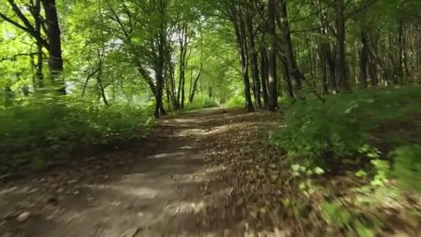 Luchtfoto vliegen laag onder bomen over een bomen in een bos in de zomer. Antenne materiaal. — Stockvideo