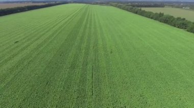 Düşük alanın üzerinde. Yeşil çim üzerinde uçmak. Havadan görünümü