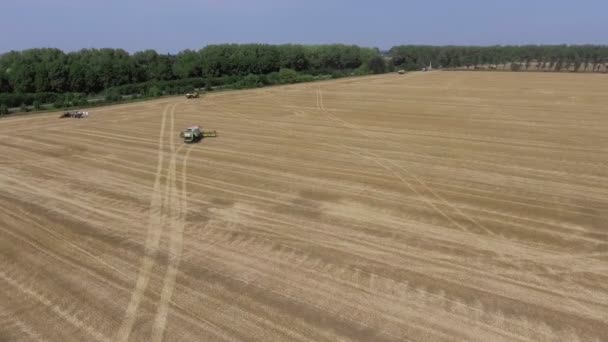 Aerial view of combine harvester. Harvest of rapeseed field. — Stock Video