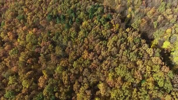 Φθινόπωρο δάσος εναέρια άποψη — Αρχείο Βίντεο