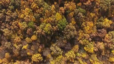Sonbahar ormanı hava manzarası