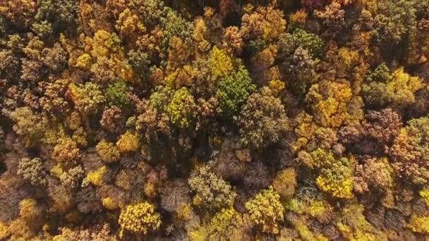 Herfst bos luchtfoto uitzicht — Stockvideo