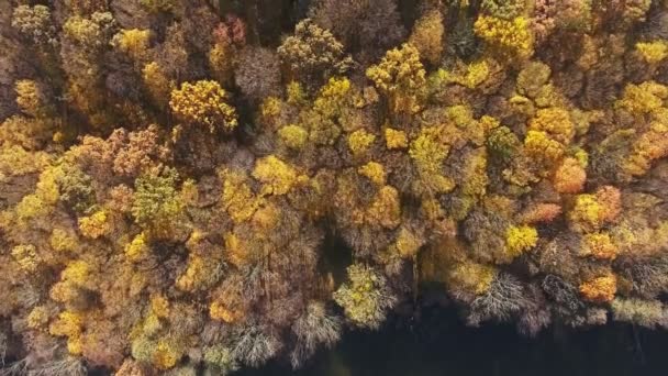 Осінній ліс вид з повітря — стокове відео