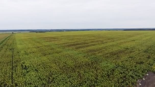 Vídeo Filmagem vista aérea combina colheita, vista superior — Vídeo de Stock