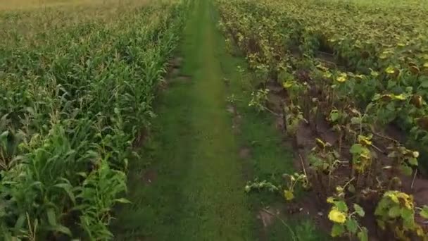 En väg längs ett fält av gyllene korn under en klarblå himmel. — Stockvideo