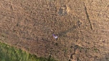 Yaz aylarında, kucak ve öpücük buğday alanında ayakta aşık güzel Çift