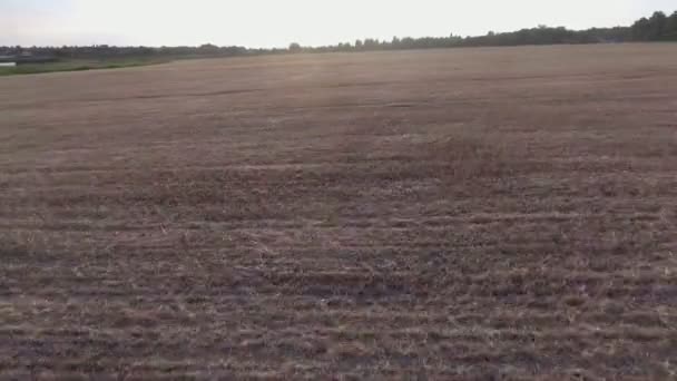 Полет над пшеничными шипами ржаное поле, вид сверху  . — стоковое видео