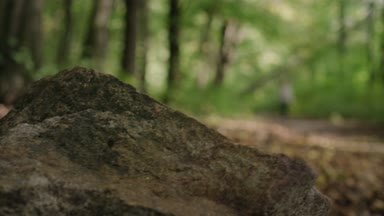 Ağaçların arasında yürüyen genç kadın. Ormandaki ağaçlar arasında yürüyüş.