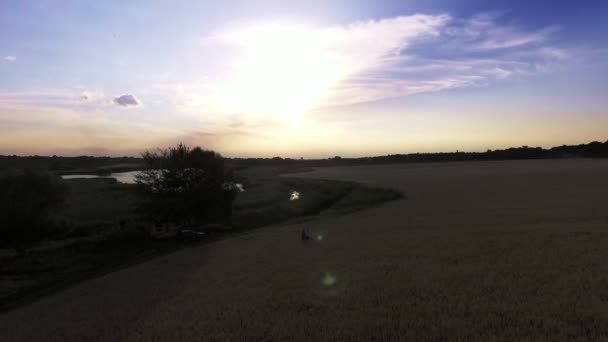 Jeune couple debout dans le champ de blé — Video