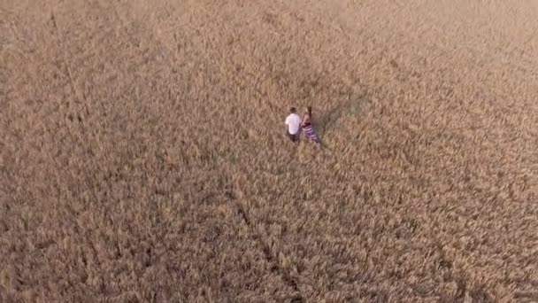 Щаслива пара ходить по пшеничному полю — стокове відео