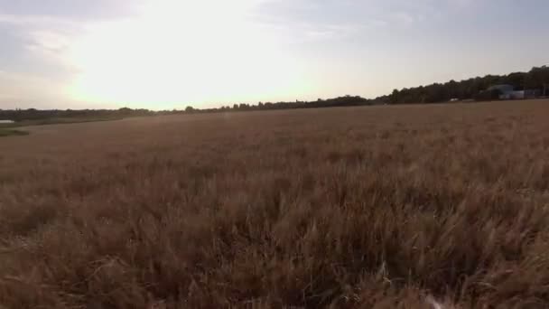 Voo sobre espigas de trigo campo de centeio, vista superior  . — Vídeo de Stock