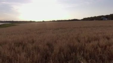 Buğday sivri çavdar alanın, üstten görünüm üzerinde uçuş .