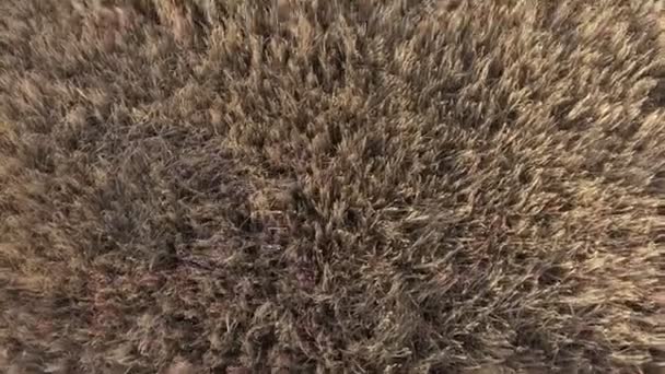 Un jeune couple marche le long du champ de blé, à la caméra — Video