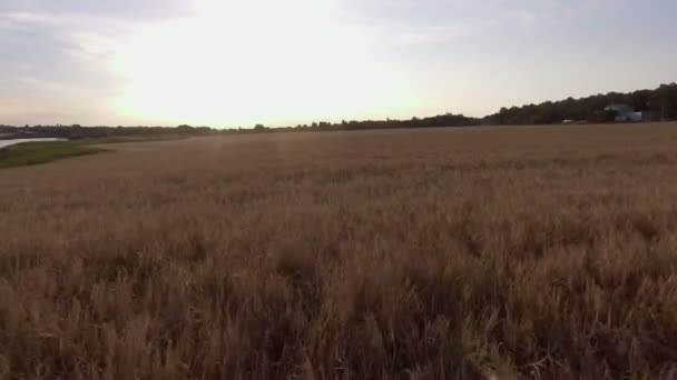 Voo sobre espigas de trigo campo de centeio, vista superior  . — Vídeo de Stock