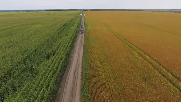 Uma estrada rural ao longo de um campo de grãos dourados sob um céu azul brilhante . — Vídeo de Stock