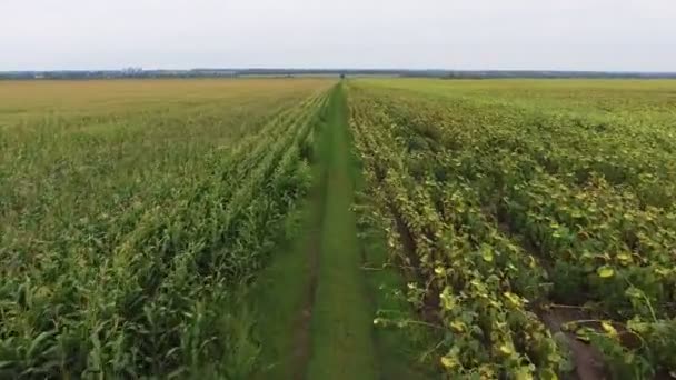 Una strada lungo un campo di grano dorato sotto un cielo blu brillante . — Video Stock