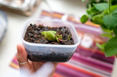 Toprak kabına bir mango tohumu ekildi. Filizlenmiş mango kemiği..