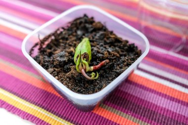 Mango tohumu toprağa ekilir. Yeni filiz