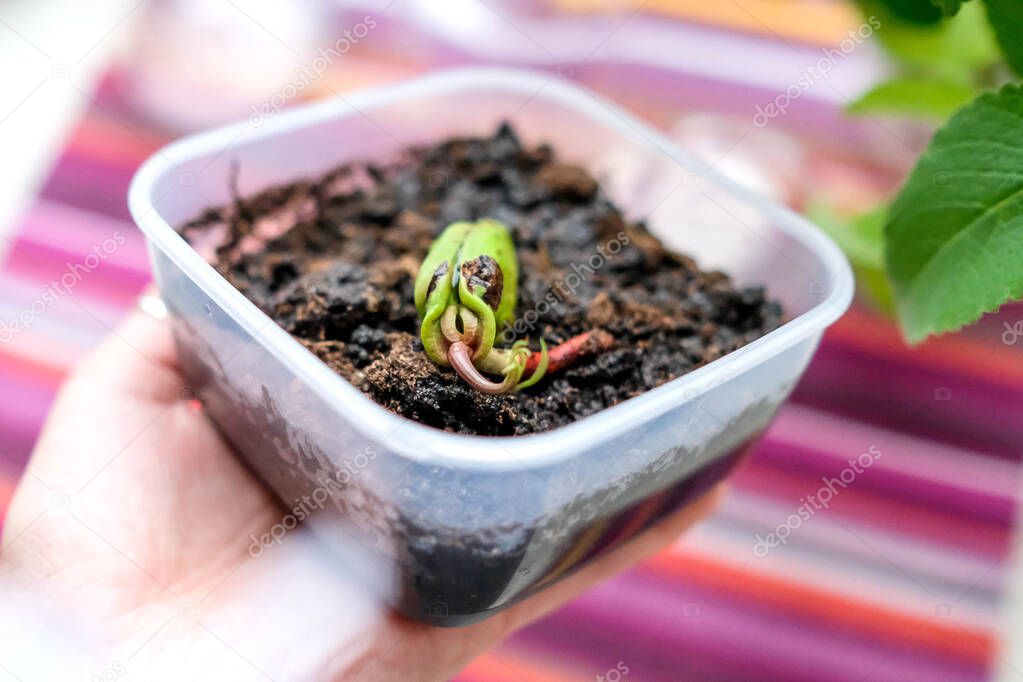 A mango seed was planted in a container of earth. Bright background