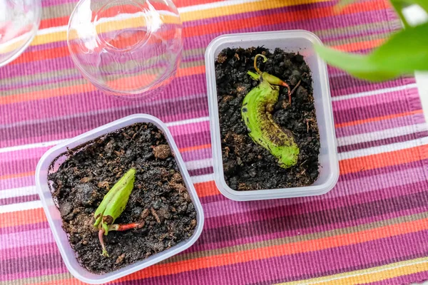 Mango seeds have been planted. New sprouts. — Stock Photo, Image