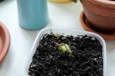 Genç filizlenmiş mango tohumu. Bitki bir kabın içinde yetişiyor..