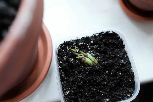 Young sprout. Sprouted mango seed. Plant grows in a container — Stock Photo, Image