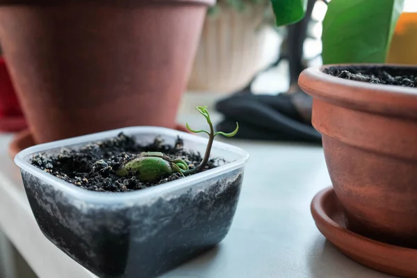 Young sprouted mango seed. The plant grows in a container. — Stock Photo, Image