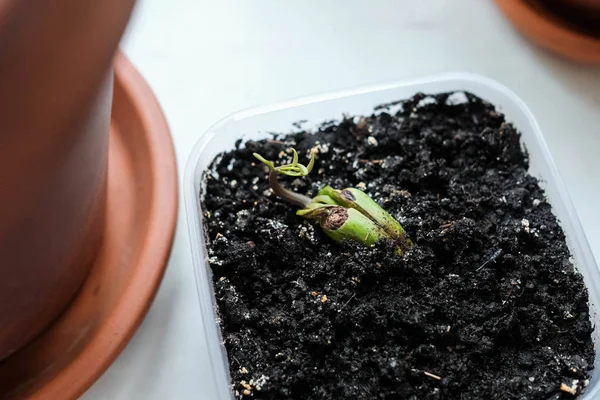 Brote joven. Germinó semilla de mango. Planta crece en un contenedor — Foto de Stock