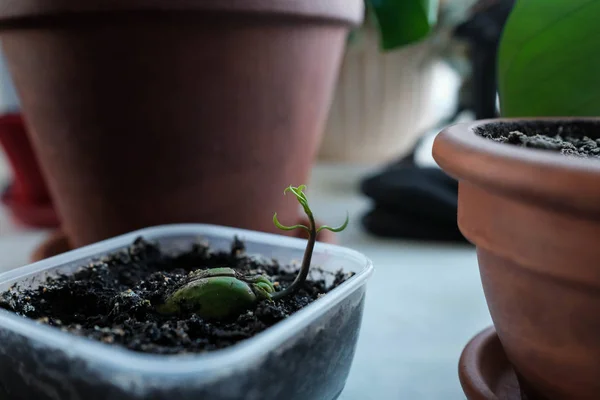 Young sprout. Sprouted mango seed. Plant grows in a container — Stock Photo, Image