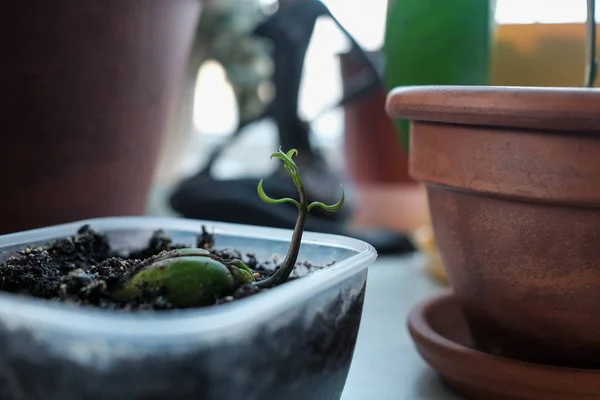 Young sprout. Sprouted mango seed. Plant grows in a container — Stock Photo, Image