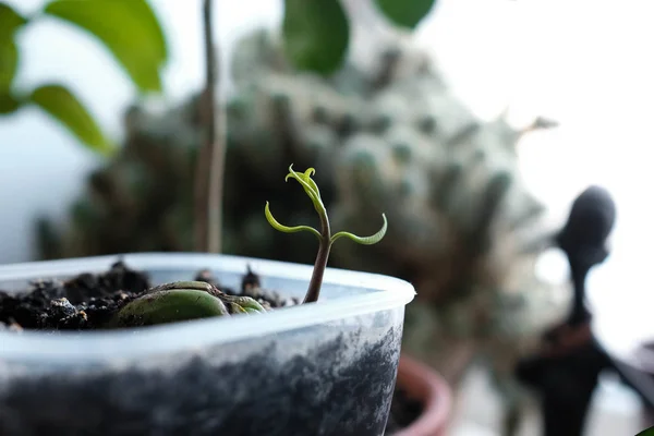 Young sprout. Sprouted mango seed. Plant grows in a container — Stock Photo, Image